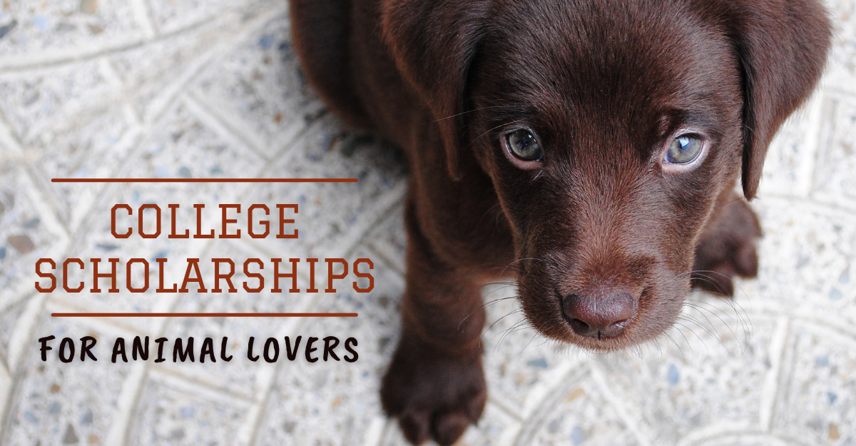 Animal Lover Scholarships A Dollar Wise